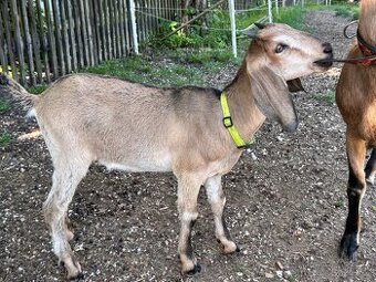 AN kozička