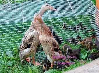 Indický běžec - kachňátka 🦆🦆🦆