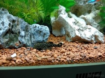 Akvarijní rybičky - 1