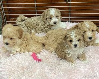 Maltipoo
