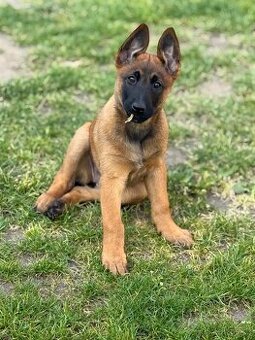 Belgický ovčák malinois s PP