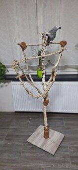 Ptačí strom