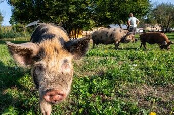prasátka na grilovačku nebo do mrazáku kune kune
