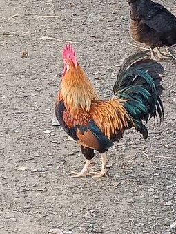 Kohout vlaška koroptví - 1