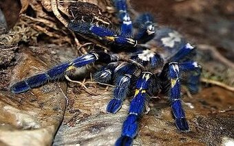Poecilotheria metallica SAMICE 4-4,5 (v těle)