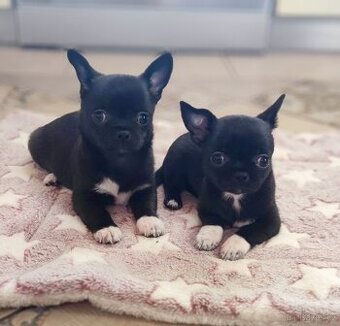 Čivava krátkosrstá s PP FCI