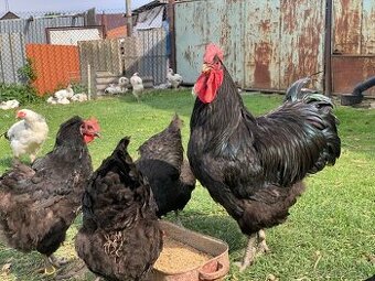 Žerzejský obr 🥚🐣 (násadová vejce i kuřátka)