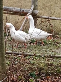 Husa česká chocholata