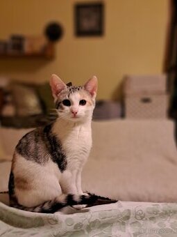 Tříbarevná, tříměsíční kočička