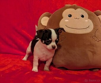 Čivava krátkosrstá s PP- pejsci