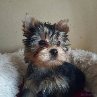 Jorkšírský teriér