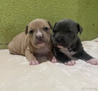 Americký stafordšírsky teriér