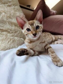 Bengálský kocourek s PP