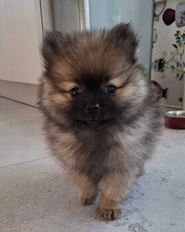 Pomeranian,Pomerian,Pomík