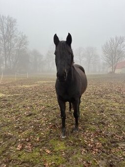 8letá klisna po hřebci QH