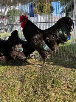 Násadová vejce australky