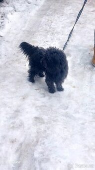 Bisonek,havansky psík,maltezak,bischon,