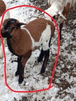 Kamerunské jehňátka a ovečky