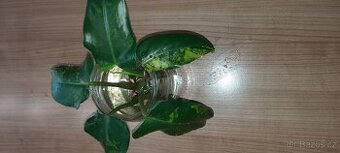 Philodendron domesticum variegated