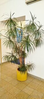 Dracena velka