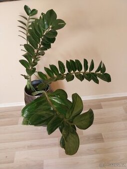 Zamioculcas velkolistý