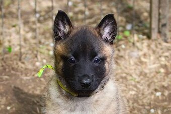 Belgický ovčák - Malinois - krásná fenka s PP