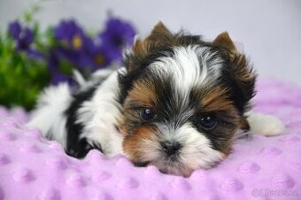 biewer yorkshire terrier s PP - Geronimo