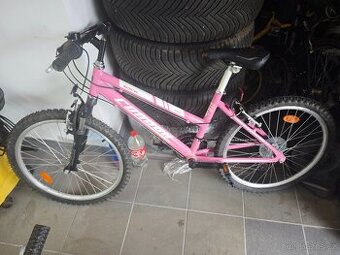 Condor 24"