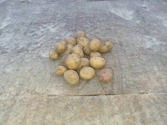 Brambory rané k přímé konzumaci