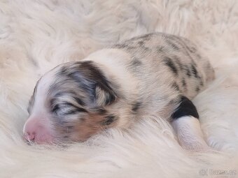 Australský ovčák s PP - štěňátka na prodej