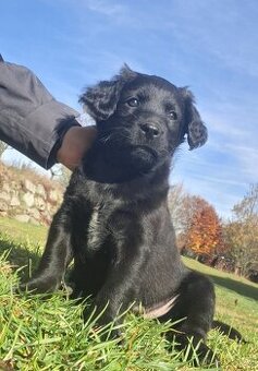 Štěnátka VESTAJ :-)