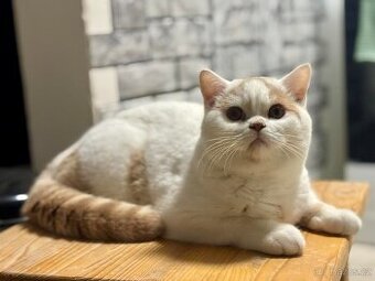 Britský kocourek s PP