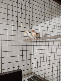 Kanár oranžová mozaika