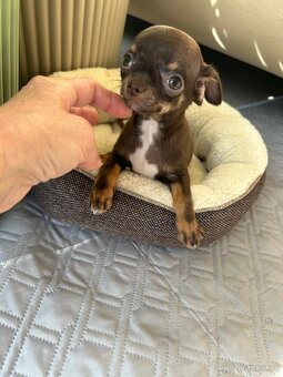 Čivava - maličká čoko holčička