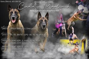 Belgický ovčák malinois