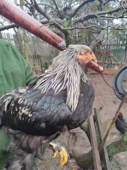 Brahmánka velká kohout