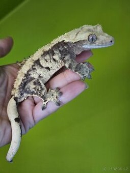 Pagekon řasnatý / ciliatus - samička