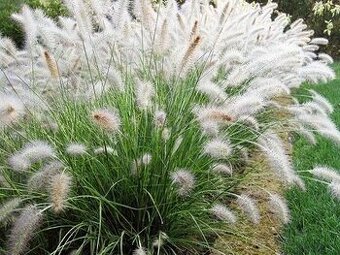 Traviny - Dochan psárkovitý