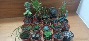 Sukulenty - vysluzka na svatbu