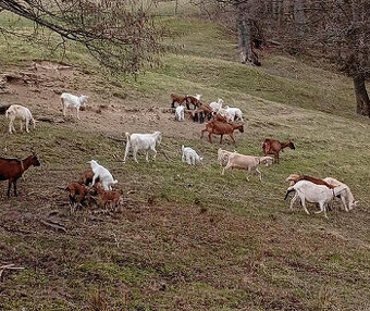 Kozlíci na výpas, nebo na maso
