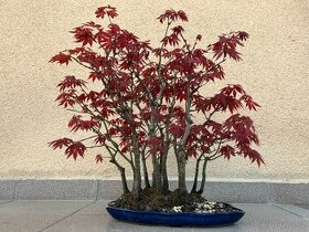 Bonsai, Bonsaj, japonský javor, lesík - 1