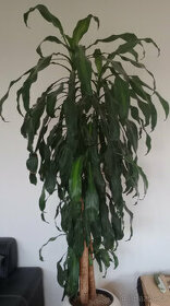 Pokojová rostlina Dracena - 1