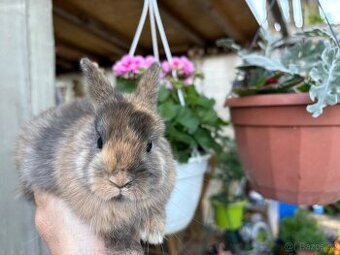 ♥️zakrslý králík sameček - mláďátko k odběru