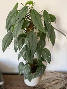 Epipremnum cebu blue