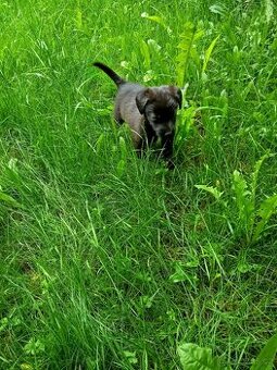 Bordel kolie x labrador