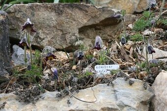 Koniklec luční-Pulsatilla pratensis 400 semen 50Kč - 1