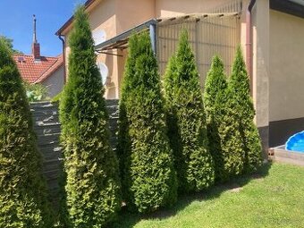Thuje smaragd