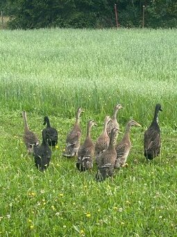 🦆 Prodám indické běžce – ideální pomocníci do zahrady 🦆
