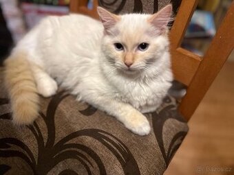 Kotě Ragdoll