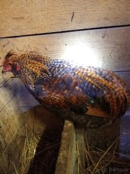 Kohouti kříženci - 1